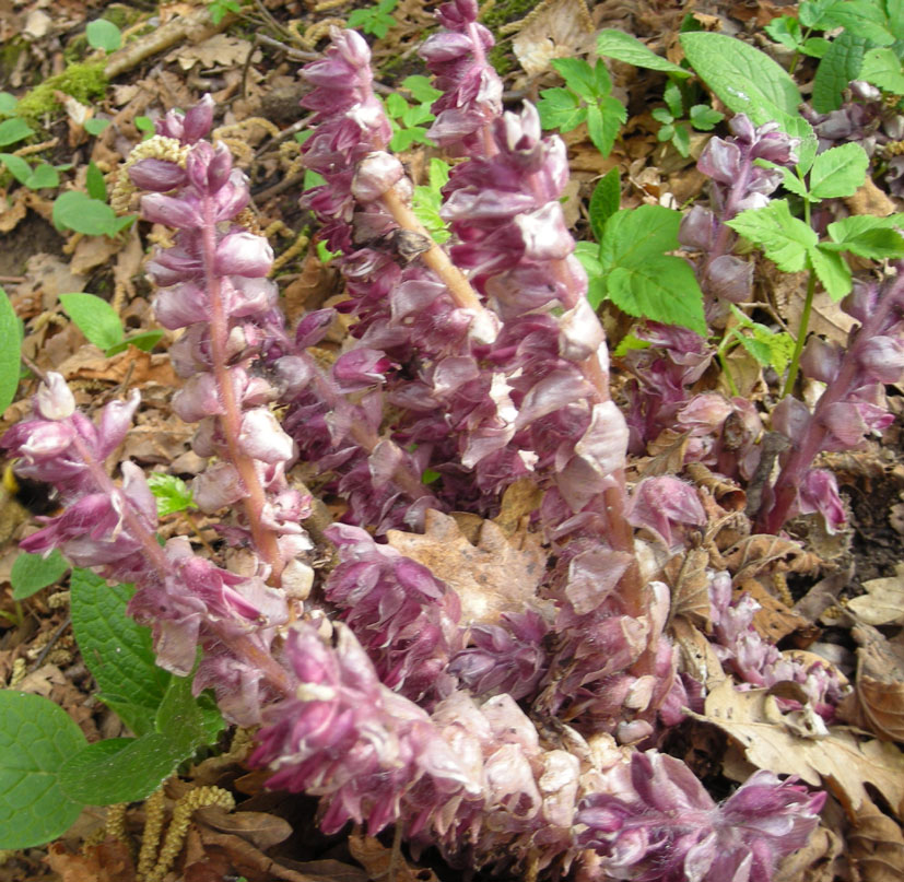 Lathraea squamaria e Anemone hortensis